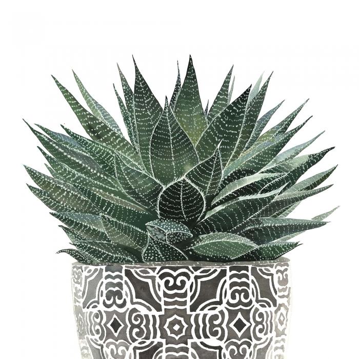 Succulent haworthia | reproduction sur toile